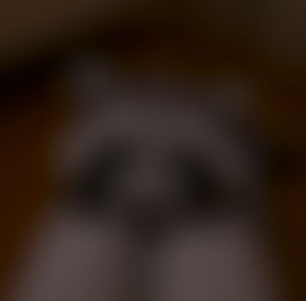 (라쿤)무릎에턱굄